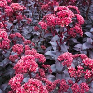 Rozchodník - Sedum ´Jose Aubergine´, kont. C2L